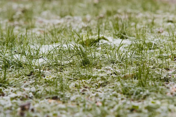 Μια Άποψη Βάτραχος Του Πράσινου Χόρτου Κηλίδες Χιονιού Και Παγετού — Φωτογραφία Αρχείου