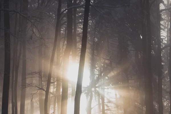 雪山森林里的微光 照片上的冬日的阳光穿过森林里的雾 — 图库照片