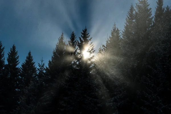 Rayons Soleil Traversant Sommet Des Arbres Dans Une Scène Hiver — Photo