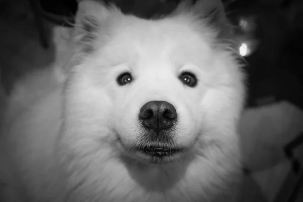 Retrato Lindo Perro Mullido Blanco Samoyed Curioso Esperando Ansiosamente Regalo —  Fotos de Stock