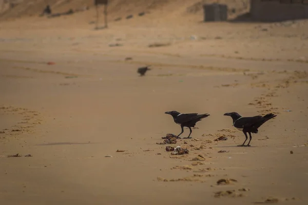 Par Cuervos Negros Una Playa Arena Comiendo Restos Pescado Mientras — Foto de Stock