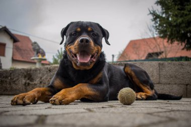 Şirin siyah ve kahverengi Rottweiler köpeği fayanslı beton zeminde uzanıyor ve kameraya bakıyor. Köpeğin yanında bir tenis topu yatıyor..