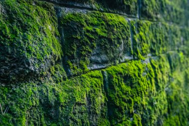 Taş duvarda büyük miktarda yeşil yosun var. Üzerinde yeşil yosun olan eski bir taş duvarın yan görüntüsü..