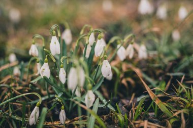 İlkbaharın başlarında tarla kardelen (Galanthus nivalis) ile doluydu. Sabahın erken saatlerinde kar damlaları ve diğer bitkilerle dolu mistik çayır kavramı. Bir kaşık kardelenin ayrıntıları.
