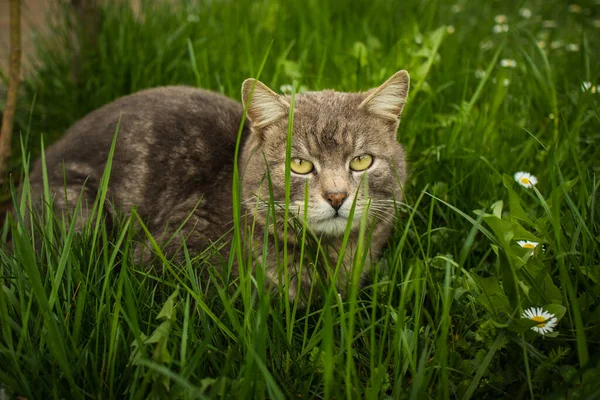 Gato Cinzento Está Descansando Grama Cercada Por Margaridas Olhando Para — Fotografia de Stock