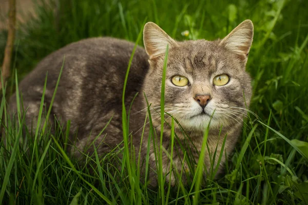 Gato Cinzento Está Descansando Grama Cercada Por Margaridas Olhando Para — Fotografia de Stock