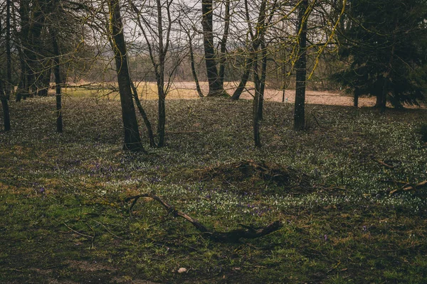 Lkbaharın Başlarında Kardelen Galanthus Nivalis Dolu Bir Tarlanın Manzarası Sabahın — Stok fotoğraf