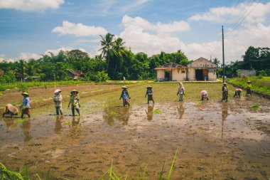 Güneşli bir günde, Endonezya 'nın Java adasındaki pirinç tarlasında pirinç hasat eden insanlar..