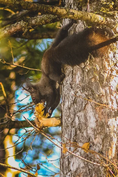 Brun Söt Ekorre Står Ett Träd Och Äter Något Från — Stockfoto