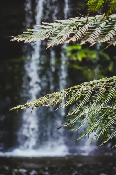 Detail Daun Pakis Depan Air Terjun Megah Atau Kaskade Tasmanian — Stok Foto