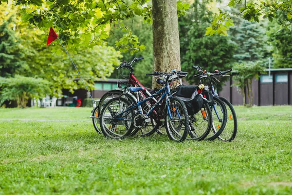 Paio Biciclette Viaggiare Sono Parcheggiate Accanto Albero Parco Campo — Foto Stock