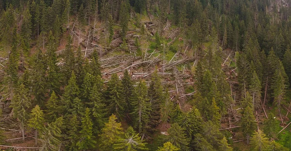 Drone panorama of destroyed forest due to wind or environmental disaster. A lot of fallen trees in a forest after a heavy wind that has torn them from the ground.