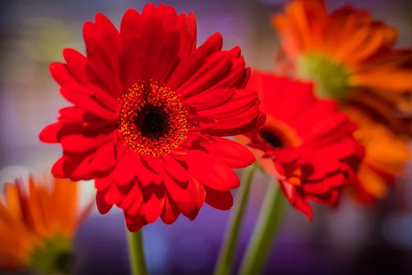 Bouquet Fiori Gerbera Rosso Davanti Uno Sfondo Vivido Colorato Più — Foto Stock