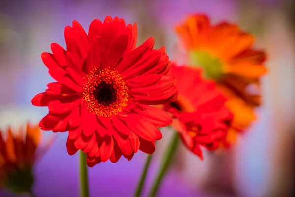 Bouquet Fiori Gerbera Rosso Davanti Uno Sfondo Vivido Colorato Più — Foto Stock