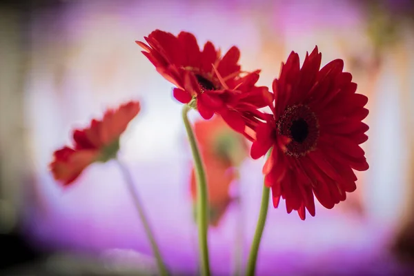 Bouquet Fiori Gerbera Rosso Davanti Uno Sfondo Vivido Colorato Più — Foto Stock