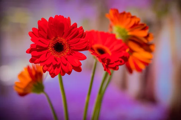 Bouquet Fiori Gerbera Rosso Davanti Uno Sfondo Vivido Colorato Più — Foto Stock