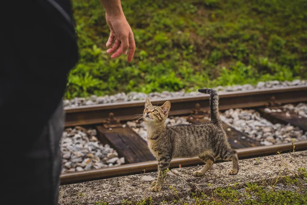 Bonito Jovem Cinza Listrado Gato Lado Trem Pista Olhando Para — Fotografia de Stock