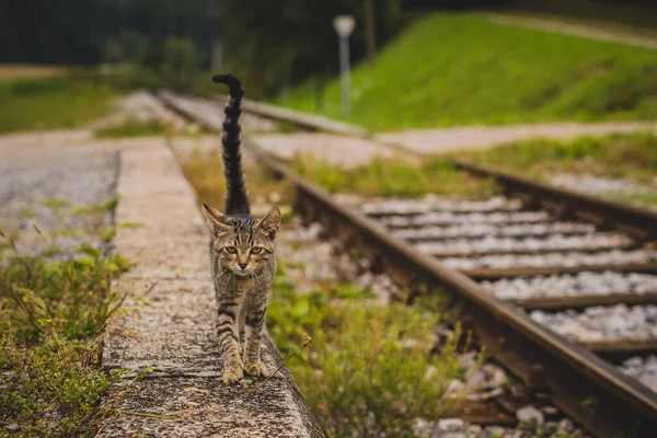 Симпатичний Молодий Сірий Смугастий Кіт Ходить Модель Поруч Залізничною Колією — стокове фото