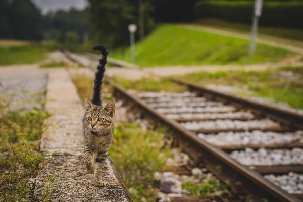 Gato Listrado Cinza Jovem Bonito Andando Como Modelo Lado Uma — Fotografia de Stock
