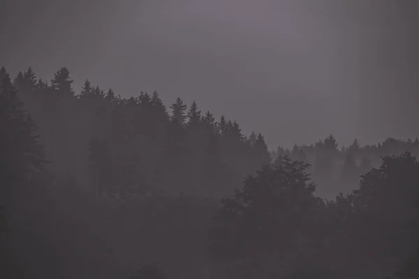 Mistik Gri Gri Orman Manzarası Ormandaki Sıra Sıra Ağaçlar Yavaşça — Stok fotoğraf