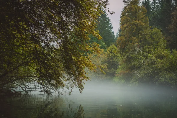 Tranquil Water Fallen Tree Cold Hazy Foggy Afternoon Concept Cold — Stock Photo, Image