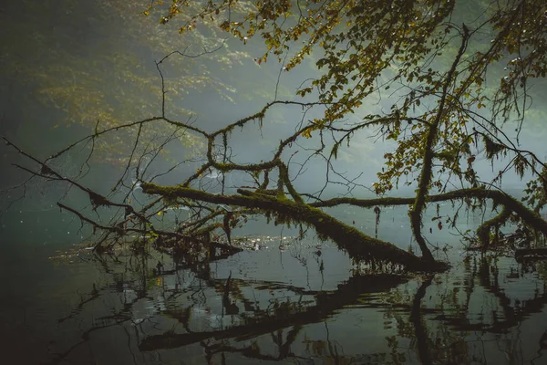 Água Tranquila Com Árvore Caída Nele Uma Tarde Nebulosa Fria — Fotografia de Stock