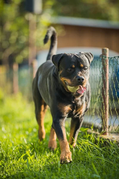 Chien Adulte Rottweiler Marchant Dans Jardin Maison Côté Une Clôture — Photo