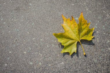 Akçaağaç yaprağının açık sarı ve yeşil üst yüzeyi asfaltta yatıyor. Sağ taraftaki boşluğu kopyala. Asfalt yolda sonbahar renklerinde akçaağaç yaprağı.
