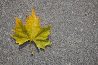 Akçaağaç yaprağının açık sarı ve yeşil üst yüzeyi asfaltta yatıyor. Sağ taraftaki boşluğu kopyala. Asfalt yolda sonbahar renklerinde akçaağaç yaprağı.