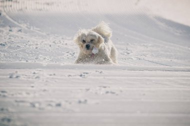 Beyaz batılı köpek bir kar topu yakalamaya çalışıyor. Karlı bir sahnede kartopu yakalarken gözleri kapalı küçük beyaz bir köpek.