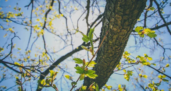 Panorama Musim Semi Perbukitan Kozjansko Dengan Cabang Pohon Yang Mekar — Stok Foto