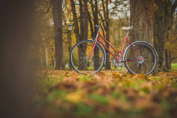 Yapraklar Diğer Yaprakların Arasına Park Etmiş Eski Model Bir Bisiklet — Stok fotoğraf