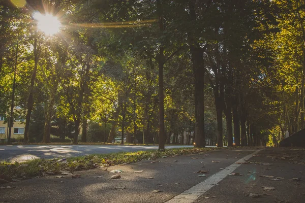 Niebezpieczne Jesienne Listowie Rowerze Albo Rowerowej Sciezce Jak Alei Miescie — Zdjęcie stockowe