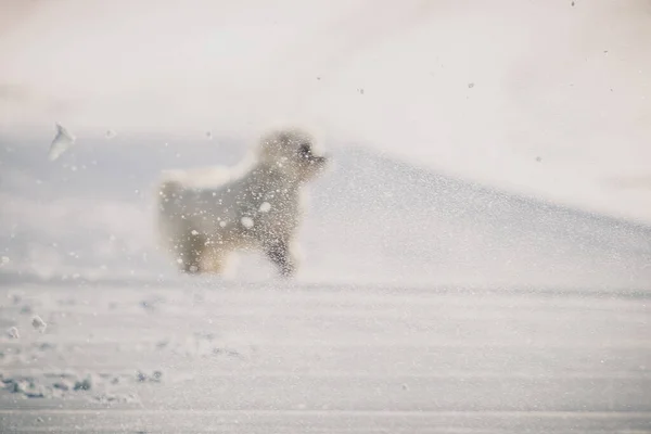 Câine Mic Westie Alb Prins Într Viscol Zăpadă Din Focalizare — Fotografie, imagine de stoc