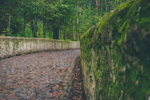 Ένας Πλακόστρωτος Δρόμος Μερικά Φύλλα Και Βρύα Κάλυψε Τοίχους Ένα — Φωτογραφία Αρχείου