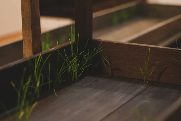 Daun Hijau Rumput Tumbuh Dari Papan Kayu Meja Menarik Dan — Stok Foto