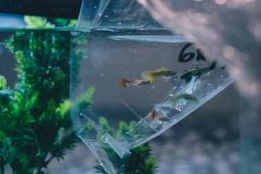 Akvaryum için yeni balıklar kullanılıyor ya da yeni bir su sıcaklığına alışıyorlar. Büyük bir akvaryuma nakledilmeyi bekleyen plastik poşetteki yeni gupi balığı..