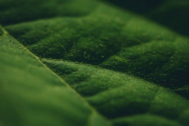 Yeşil yaprak yapısının makro fotoğrafını kapat. Koyu yeşil yapraklar etrafında bir sürü bokeh ya da yumuşak odaklı.