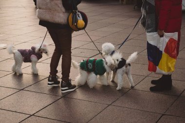 Paltolu üç kaniş köpeği, giyinmiş, sahipleri yanında duruyor. Dışarıda sahipleri varken kanişler paltolu..