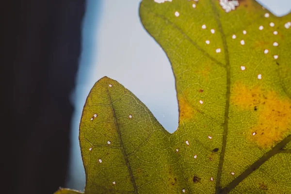 Foto Makro Dari Daun Hijau Dengan Sel Sel Tampak Dan — Stok Foto