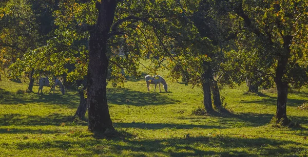 Cavalos Lipizzanos Brancos Pasto Entre Árvores Concentre Tronco Árvore Tempo — Fotografia de Stock
