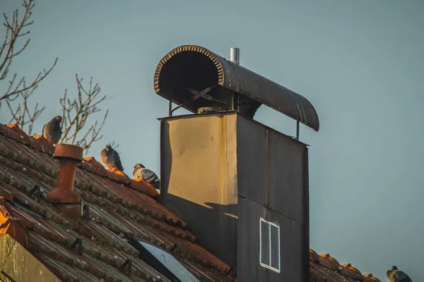 Chimney Protection Rain Top Some Pigeons Sitting Roof — Stock Photo, Image