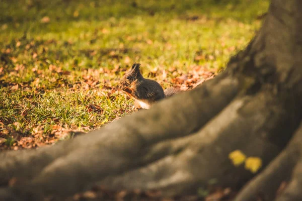 Kleine Bruine Eekhoorn Die Voedsel Eet Een Park Naast Een — Stockfoto