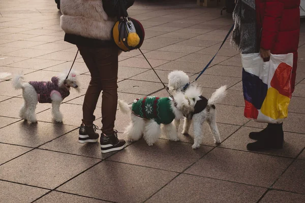 Tres Perros Caniche Con Abrigos Disfrazados Con Dueños Pie Junto — Foto de Stock