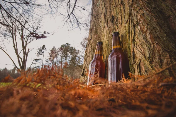 Duas Garrafas Cerveja Castanha Sentadas Lado Uma Árvore Outono Ambiente — Fotografia de Stock