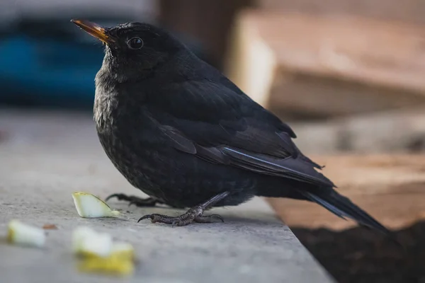 Een Merel Die Een Betonnen Plank Zit Naar Camera Kijkt — Stockfoto