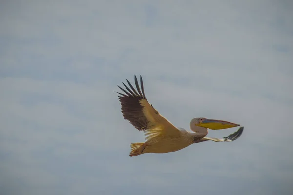 空の雲に囲まれた飛行中の単一のペリカン セネガル アフリカのジョージ国立公園のペリカン — ストック写真