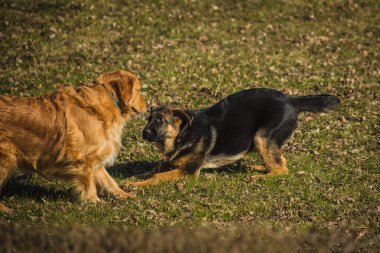 Çim tarlasında oynayan iki köpek. Genç Alman çoban köpeği ve golden retriever birbirleriyle oynuyorlar. Çimenlerde ve güneşte eğlence.