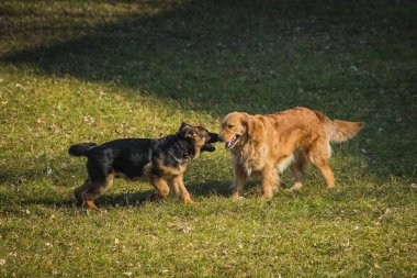Çim tarlasında oynayan iki köpek. Genç Alman çoban köpeği ve golden retriever birbirleriyle oynuyorlar. Çimenlerde ve güneşte eğlence.