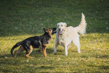 Çim tarlasında oynayan iki köpek. Genç Alman çoban köpeği ve golden retriever birbirleriyle oynuyorlar. Çimenlerde ve güneşte eğlence.